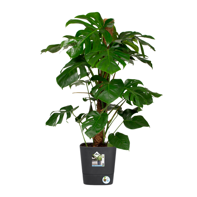 greensense aqua care quadrat 30cm holzkohlengrau